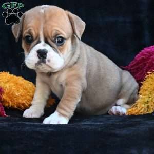 Macy, Miniature Bulldog Puppy